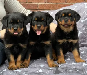 Фото №1. ротвейлер - купить в Жемчужина за договорная. Объявление №175024