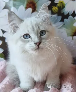 Дополнительные фото: Знайомтесь з Ріаною вашим майбутнім другом Невської маскарадної!