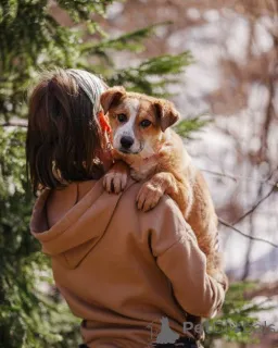 Дополнительные фото: Милейшая Дива,домашняя девочка-щенок ищет дом