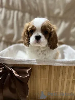 Дополнительные фото: Кинг Чарльз Кавалер Спаниель