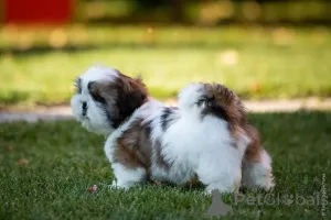 Фото №2 к объявлению №161566 о продаже  - купить в Хорватии 