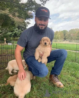 Фото №3. Nuostabūs auksaspalvių retriverių šuniukai... rašykite man.  Литва