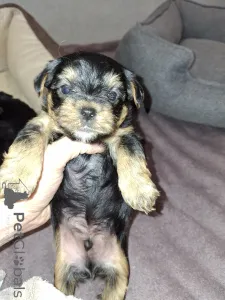 Дополнительные фото: Чистокровные щенки Йоркширского Терьера. 