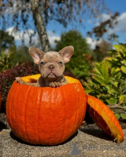 Фото №1. французский бульдог - купить в Мюнхене за 69575₽. Объявление №150639