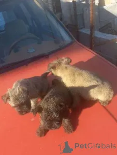 Фото №3. Щенки керн терьера.  Сербия