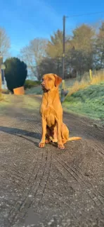 Дополнительные фото: Wunderschöner Wurf MIT 7 Labrador-Welpen