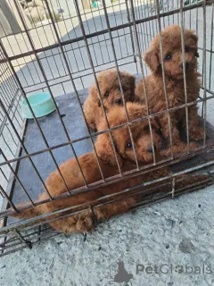 Дополнительные фото: Красный карликовой пудель, красивые щенки