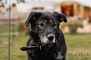 Дополнительные фото: Нежная Алсу в поисках дома!