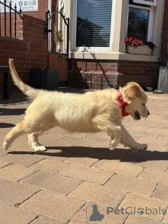 Дополнительные фото: Золотые ретриверы щенков