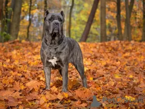 Дополнительные фото: Щенки кане корсо