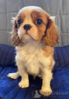 Фото №3. Cuccioli di Cavalier King Charles Spaniel в вендите.  Италия