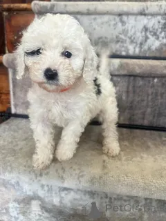 Дополнительные фото: Потрясающие кавапу ищут свой вечный дом