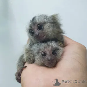 Фото №3. Продам 2 мартышки..  Чехия