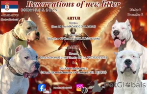 Фото №1. аргентинский дог - купить в Белграде за договорная. Объявление №141230