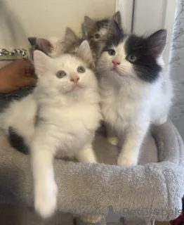 Фото №1. рэгдолл - купить в Аарберген за 32468₽. Объявление №164552