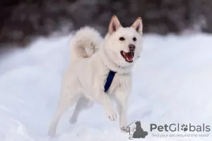 Фото №3. Красавчик Амир в добрые руки..  Россия