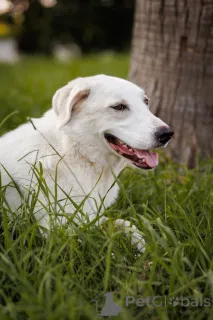 Фото №3. Чудесный пес Беляш ищет семью..  Россия