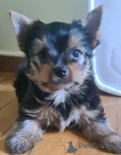 Дополнительные фото: Йоркширский терьер ищет семью