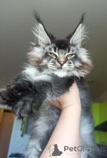 Фото №4. Продам мейн-куна в Москова из питомника, заводчик - цена 80000₽