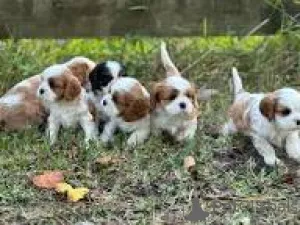 Фото №1. кинг-чарльз-спаниель - купить в Милане за 64937₽. Объявление №165805