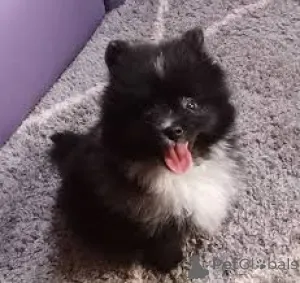 Фото №3. Цвергшпитц-Вельпен цу веркауфен.  Германия