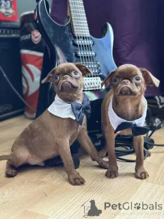 Фото №2 к объявлению №148226 о продаже брюссельского гриффона - купить в Сербии заводчик