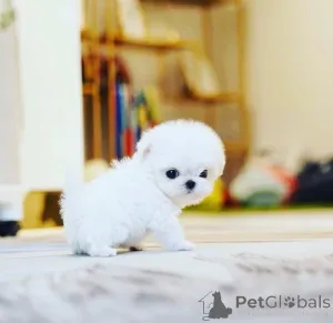 Дополнительные фото: У нас трое прекрасных мальчиков и девочек, готовых переехать в новый дом. Мама