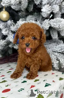 Фото №1. пудель (той) - купить в Хельсинки за 46384₽. Объявление №164031