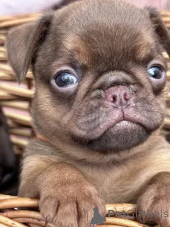 Фото №4. Продажа оттерхаунда в Сивац  - цена договорная