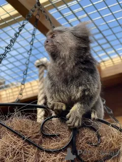 Фото №4. Продажа  в Алленсбах  - цена договорная