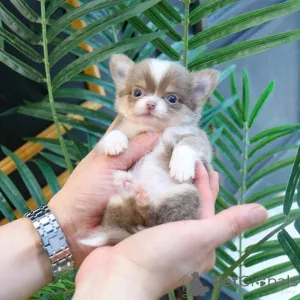 Фото №3. Entzückende Chihuahua-Welpen zur Adoption.  Польша