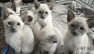 Фото №1. сиамская - купить в Куопио за договорная. Объявление №162063