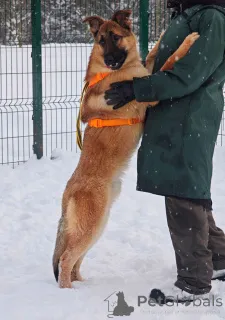 Дополнительные фото: Микки ищет дом!