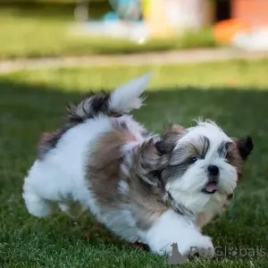 Фото №1.  - купить в Славонски Кобас за договорная. Объявление №161566