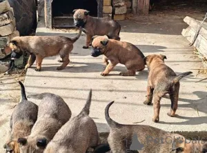 Фото №1. бельгийская овчарка - купить в Август Бург за договорная. Объявление №162214