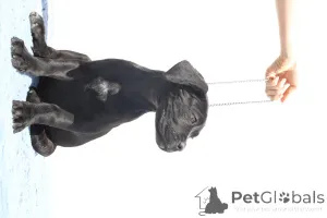 Дополнительные фото: Честер из SPQR Corso FCI Pedigree