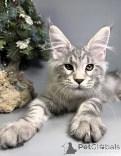 Фото №1. мейн-кун - купить в Баден-Бадене за 91839₽. Объявление №163665