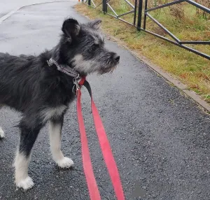 Дополнительные фото: Ласковая собачка-домовёнок