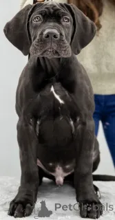 Дополнительные фото: CANE CORSO
