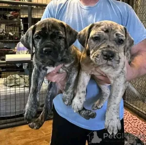 Фото №3. Nuttede Cane Corso очень красив и безопасен для всех.  Дания