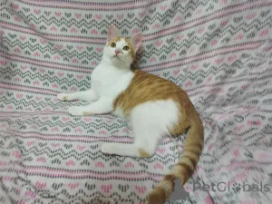 Фото №3. Солнечные рыжие котята Тишка и Рыжик в дар. Беларусь