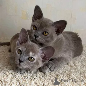 Фото №1. бурма - купить в Ансбах за договорная. Объявление №160271