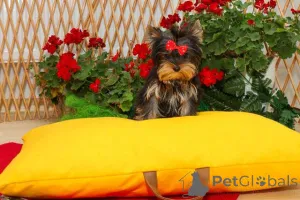 Дополнительные фото: Йоркширский терьера (йорки) щенки