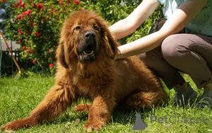 Дополнительные фото: Продажа щенков Тибетского мастифа