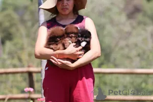 Фото №2 к объявлению №166172 о продаже померанского шпица - купить в Германии частное объявление