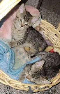 Фото №1. оцикет - купить в Брюсселе за 46384₽. Объявление №166618