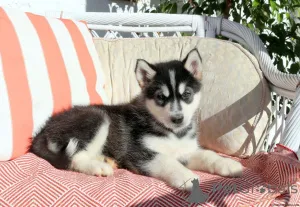 Фото №1. аляскинский маламут - купить в Плохой Кройзнек за договорная. Объявление №162225
