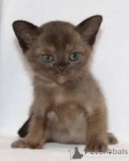 Фото №3. Бирма-Kätzchen zu verkaufen. Финляндия