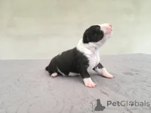 Фото №3. Бультерьер ФЦИ.  Польша