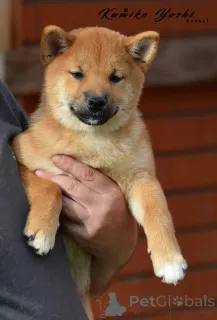 Фото №3. Сиба ину щенок девочка с документами РКФ.  Россия